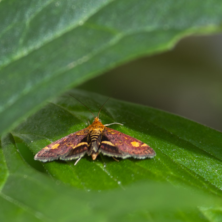 Pyrausta aurata