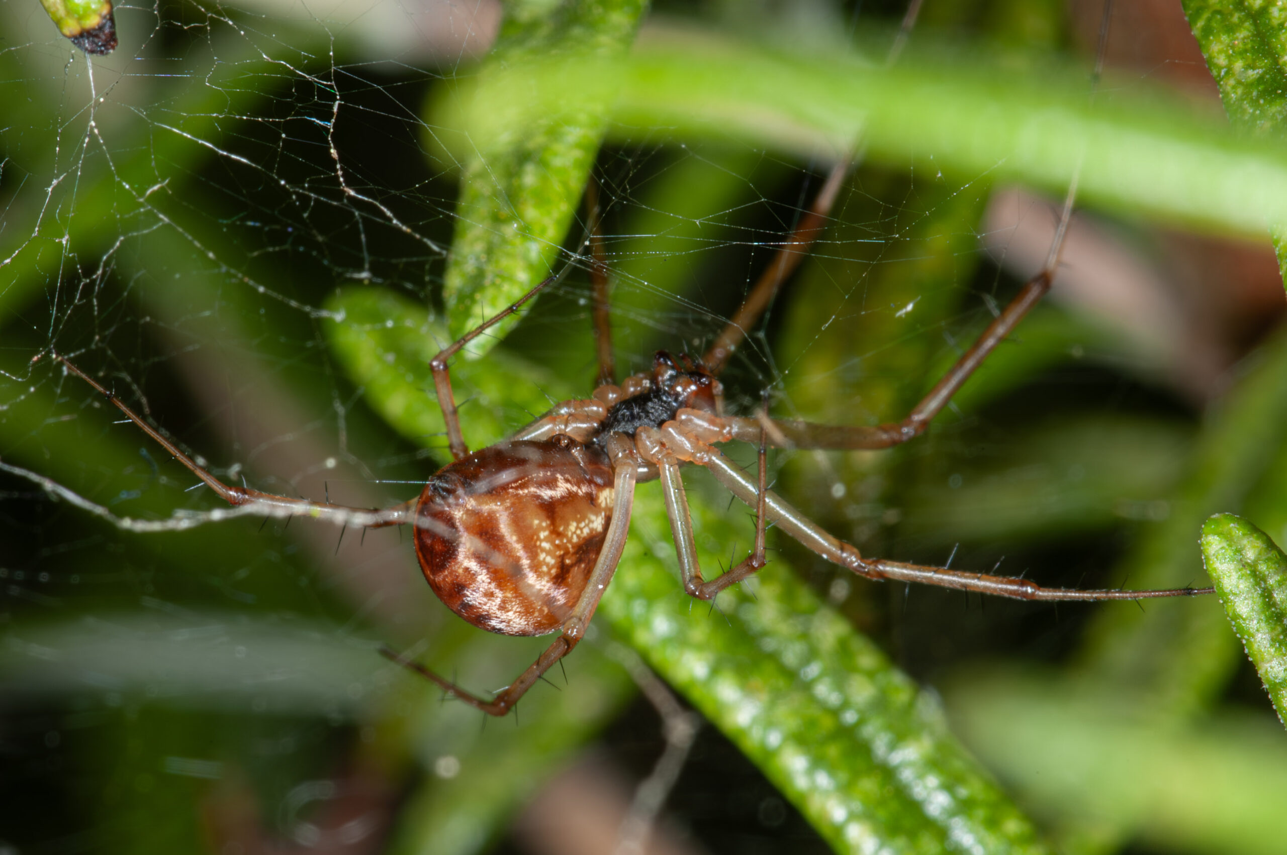 Linyphia triangularis