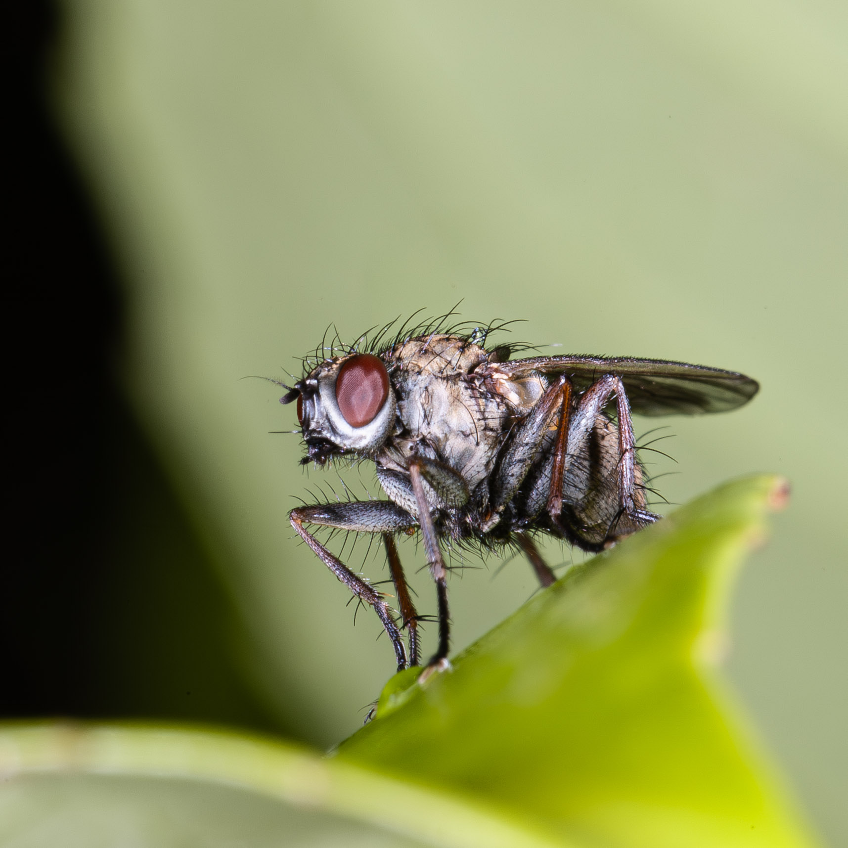 Coenosia tigrina