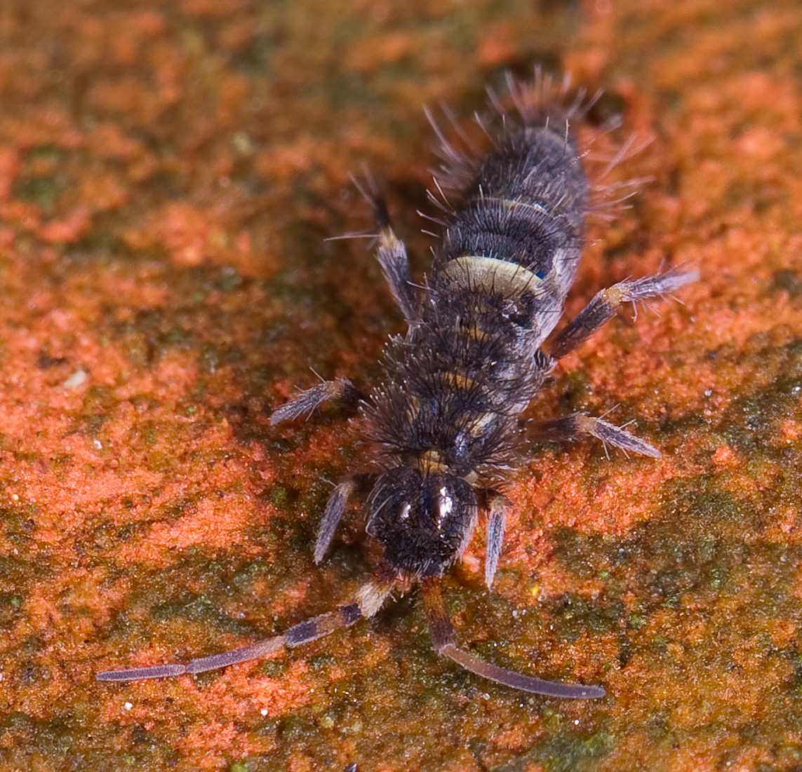 Orchesella cincta