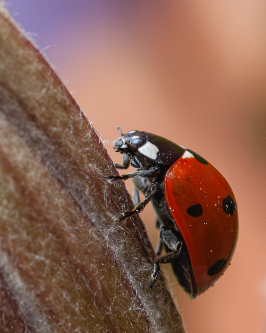 Coccinella septempunctata