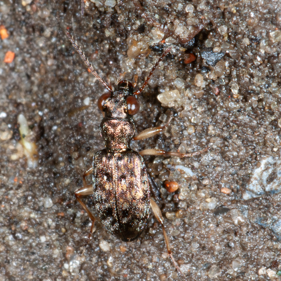 Asaphidion flavipes