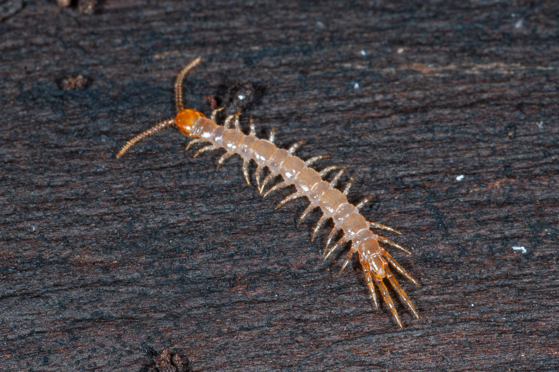 Lithobius sp.