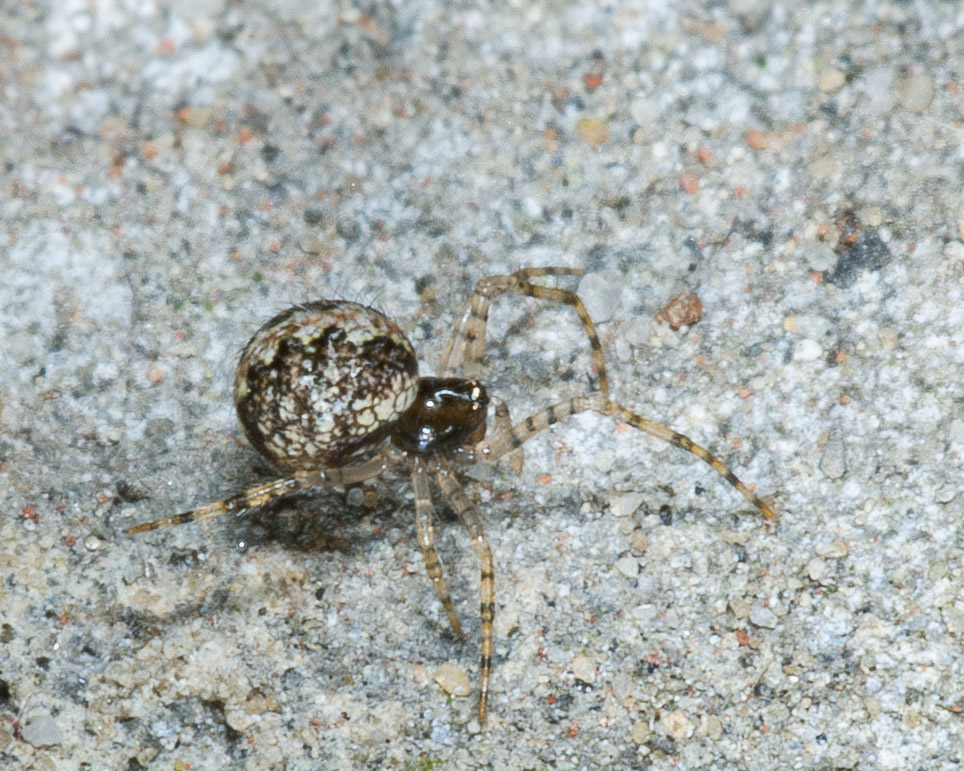 Theridion sp.