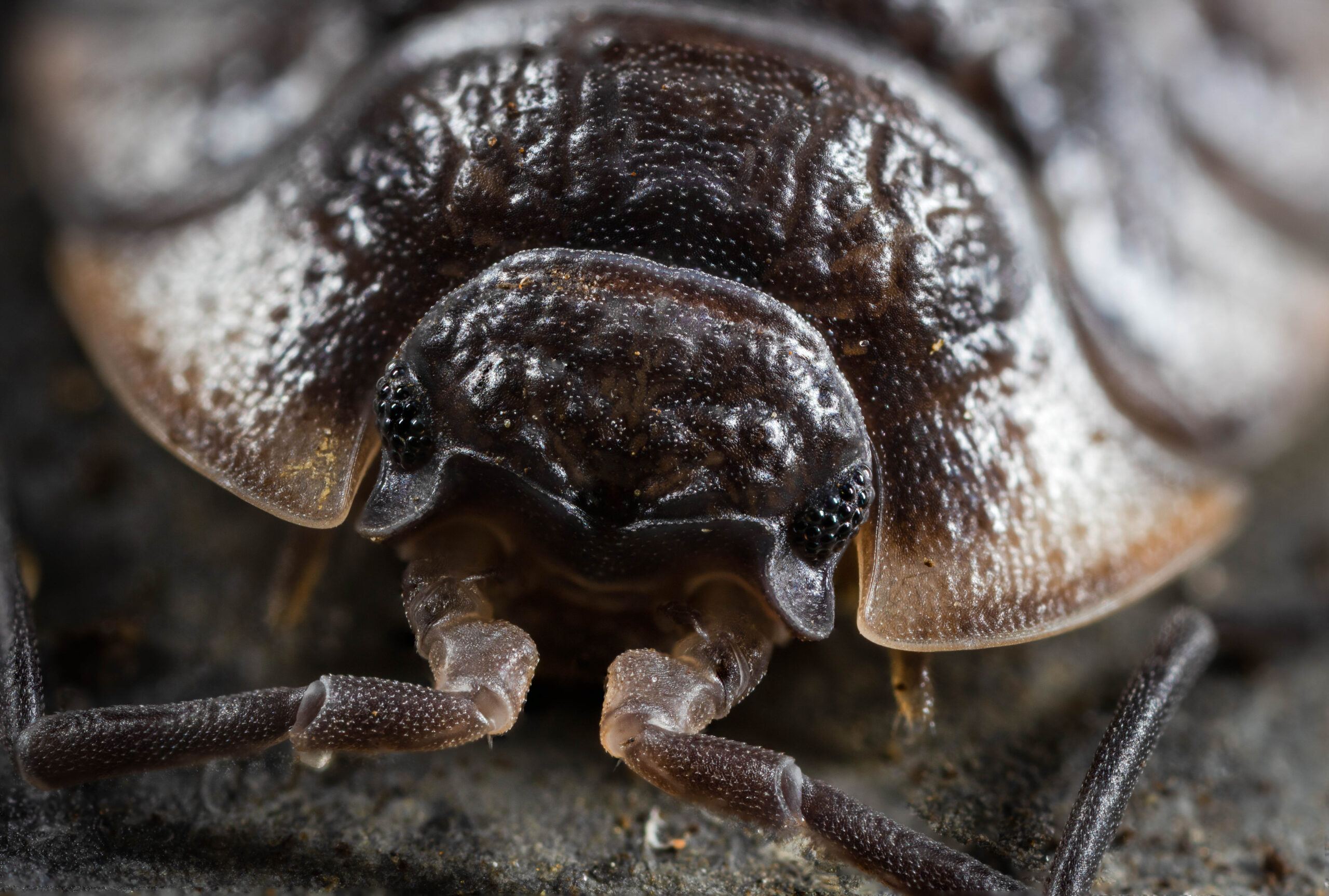 Porcellio scaber