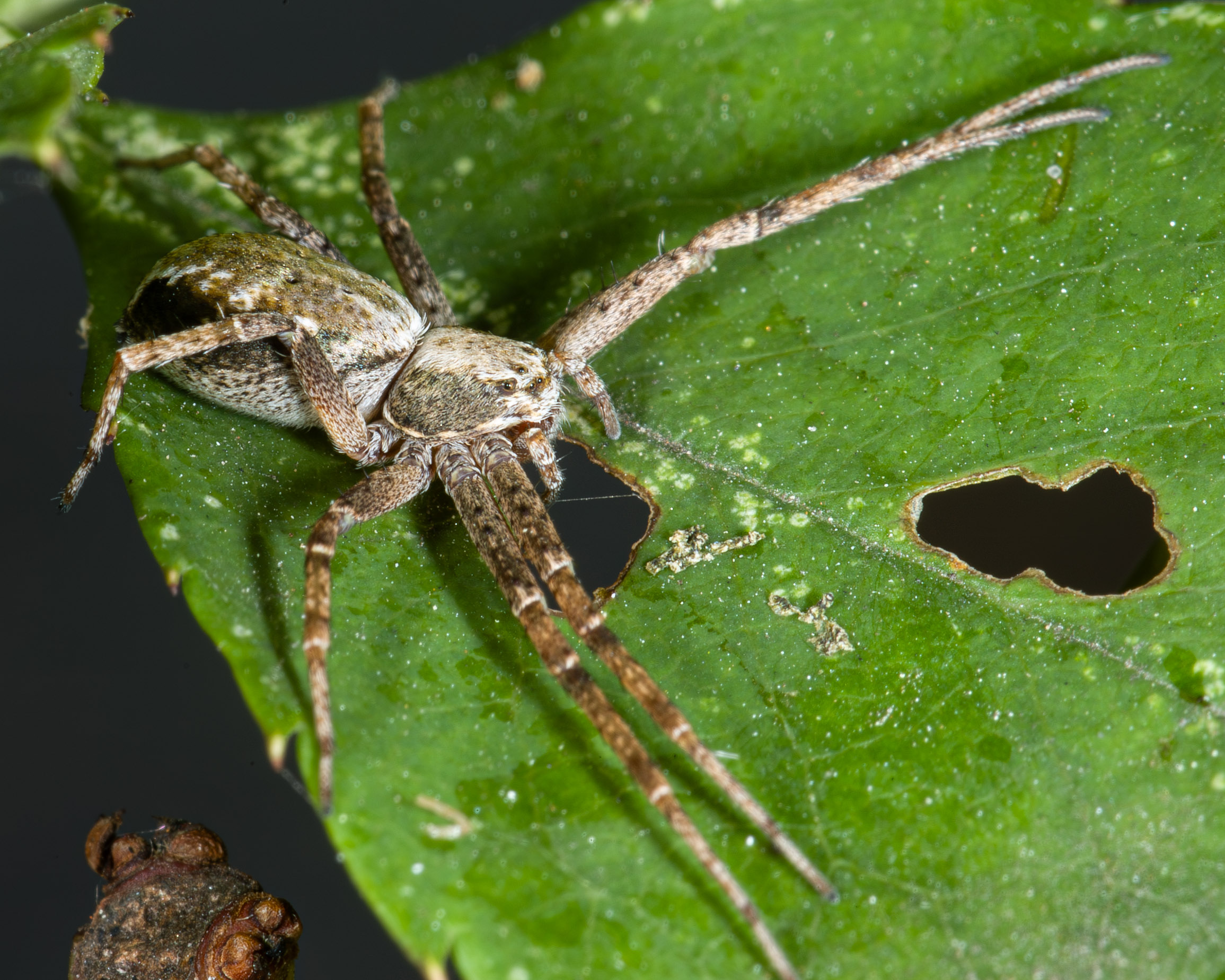 Philodromus sp.