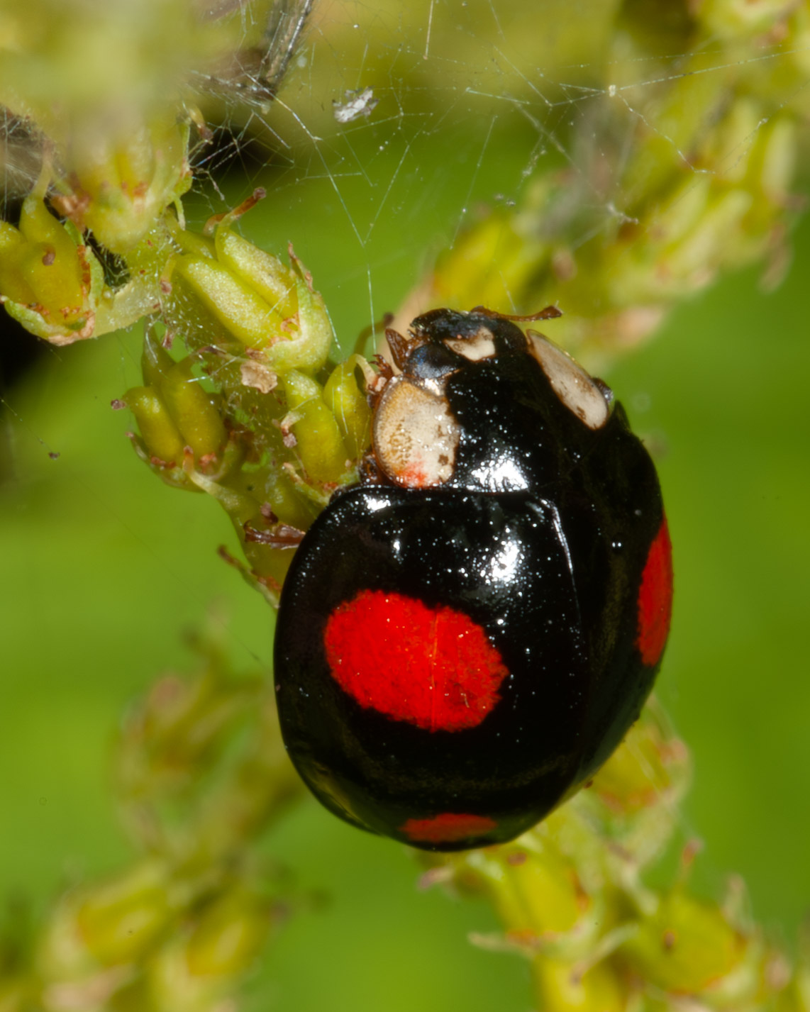 Harmonia axyridis