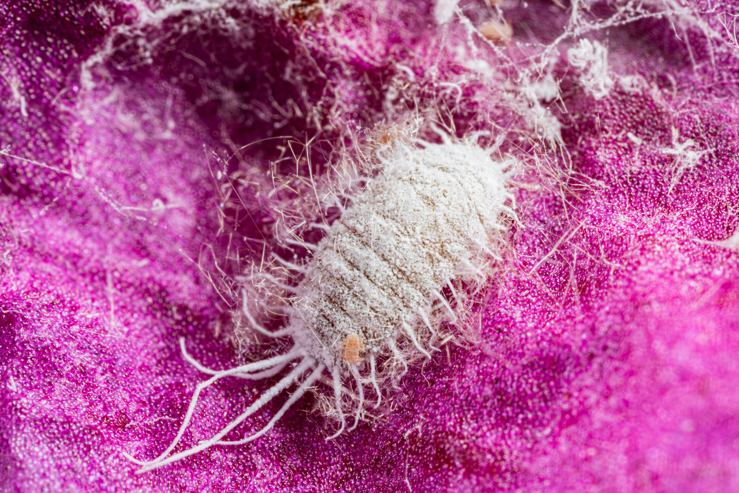 Pseudococcus longispinus