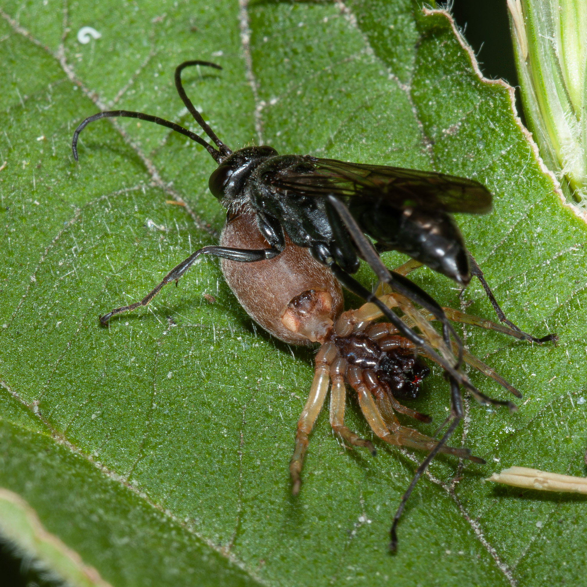 Auplopus carbonarius