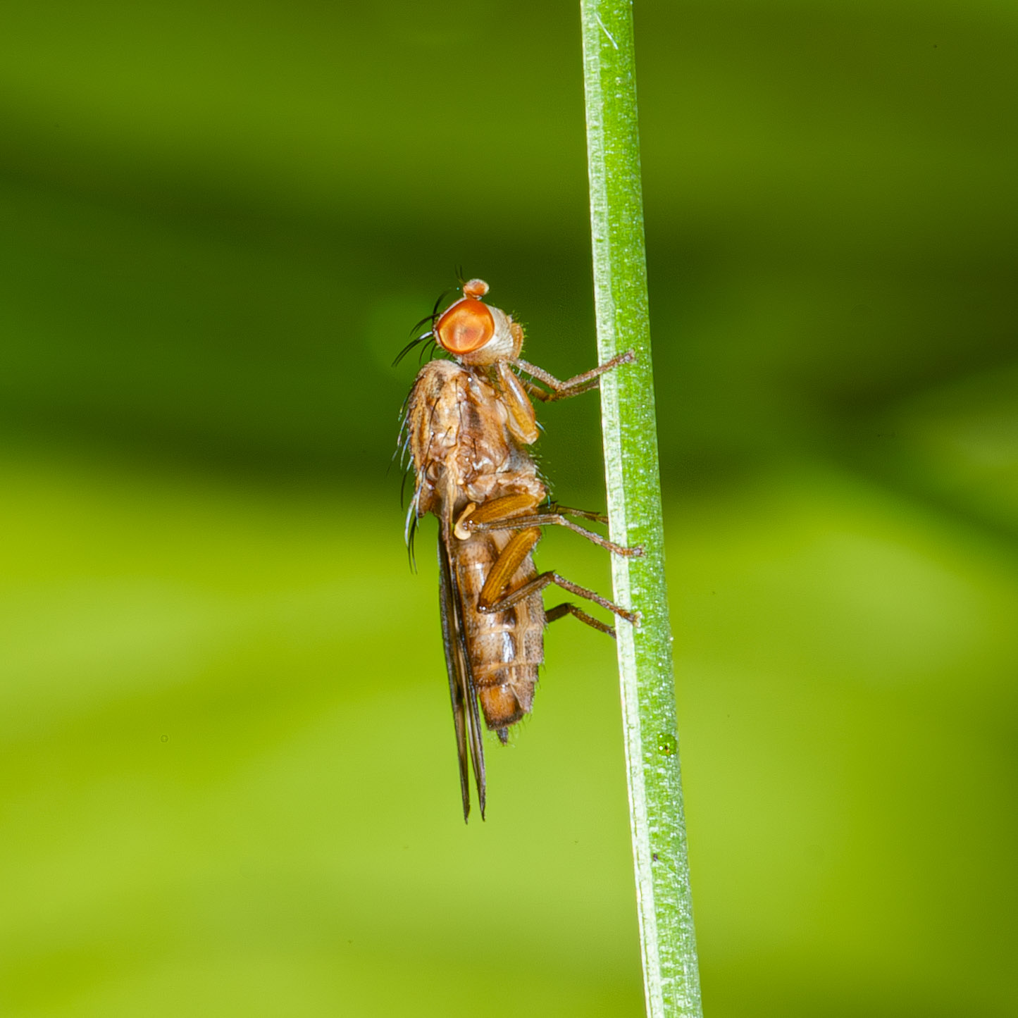 Opomyza germinationis