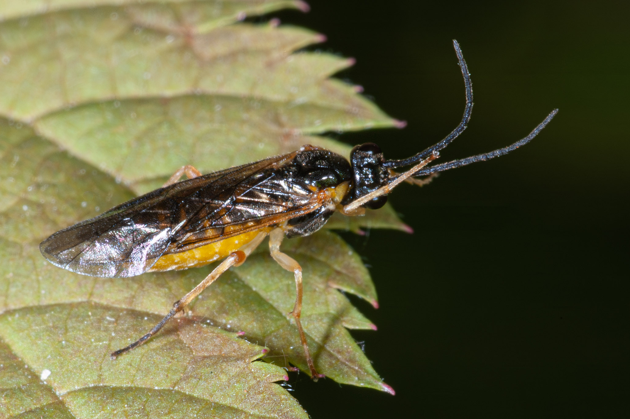 Nematus spiraeae