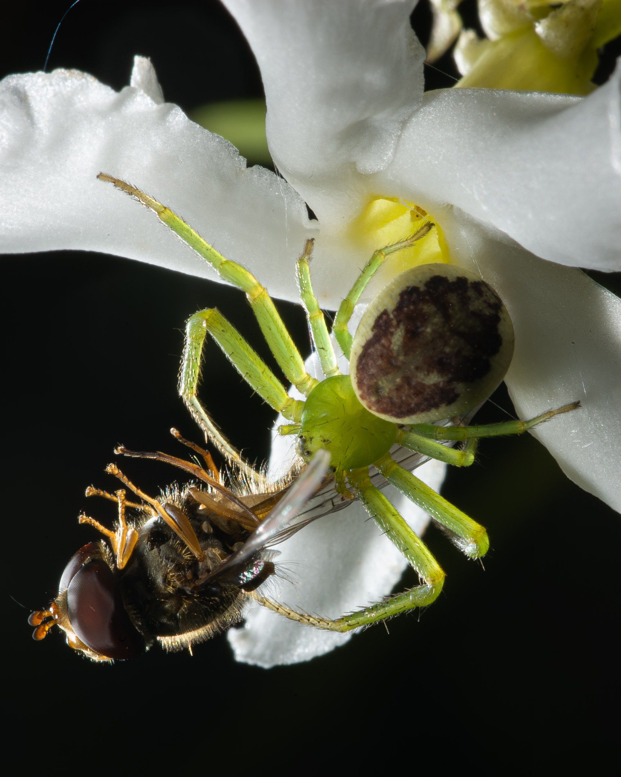 Diaea dorsata