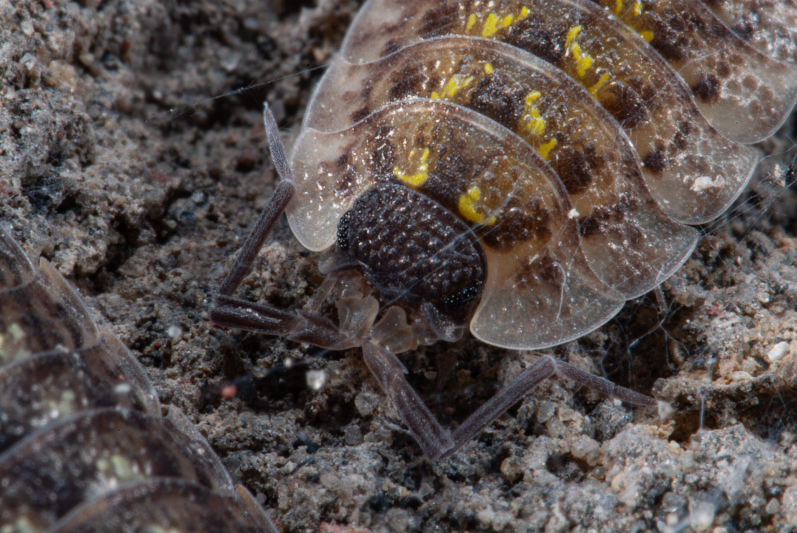 Porcellio spinicornis