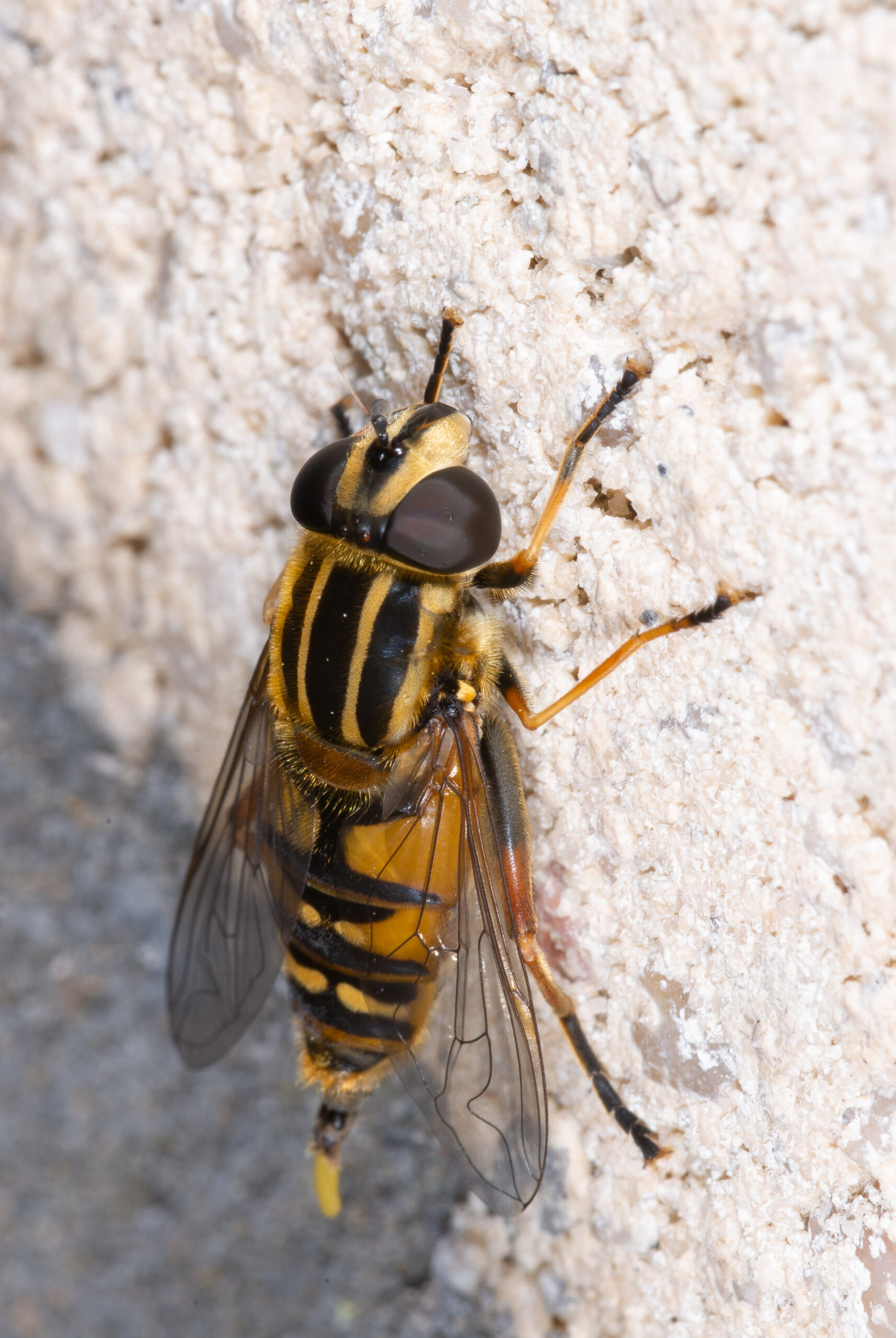 Helophilus pendulus