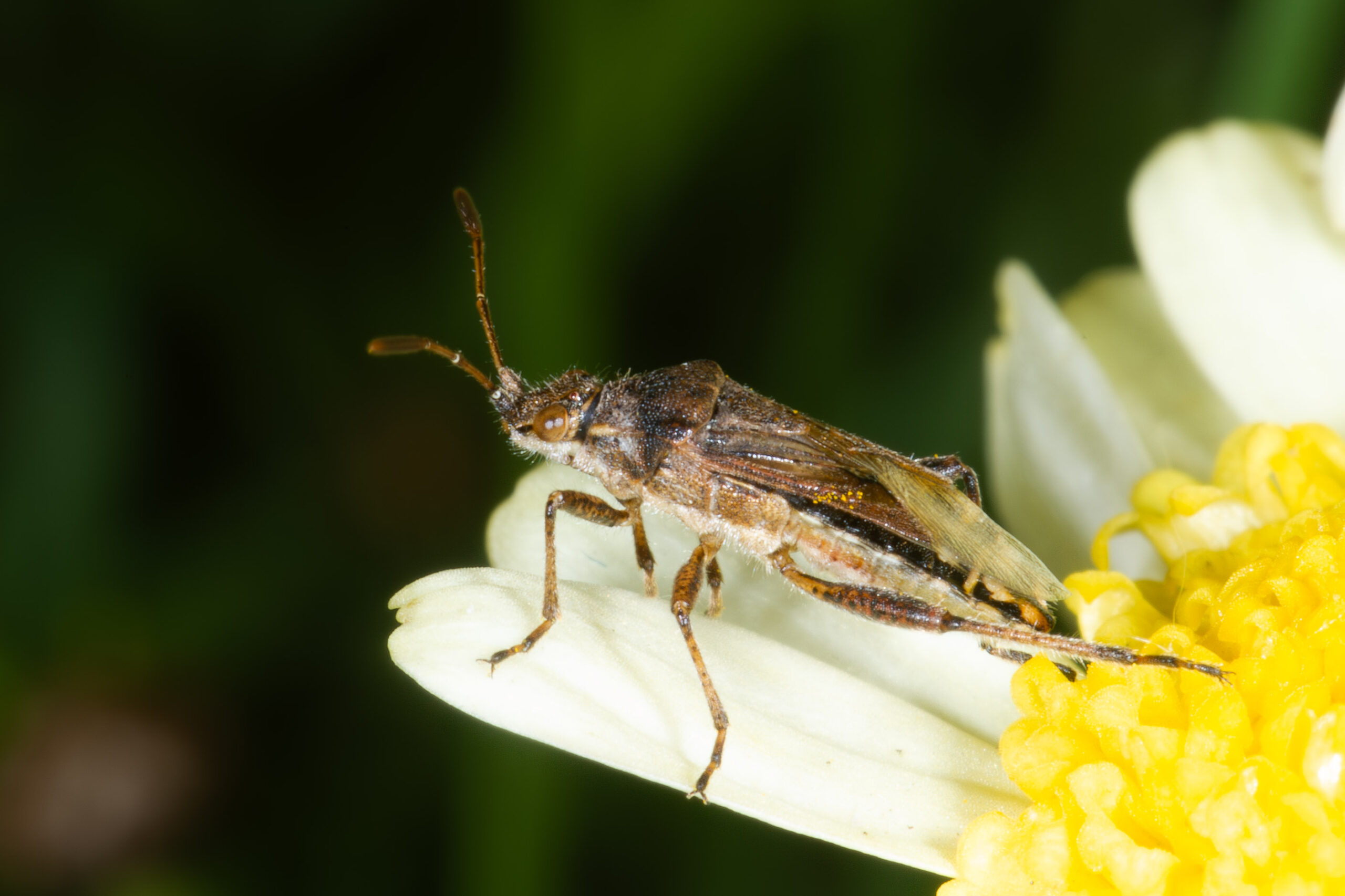 Stictopleurus punctatonervosus