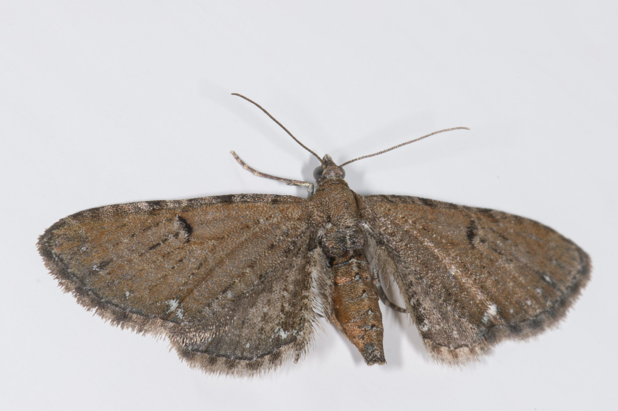 Eupithecia assimilata