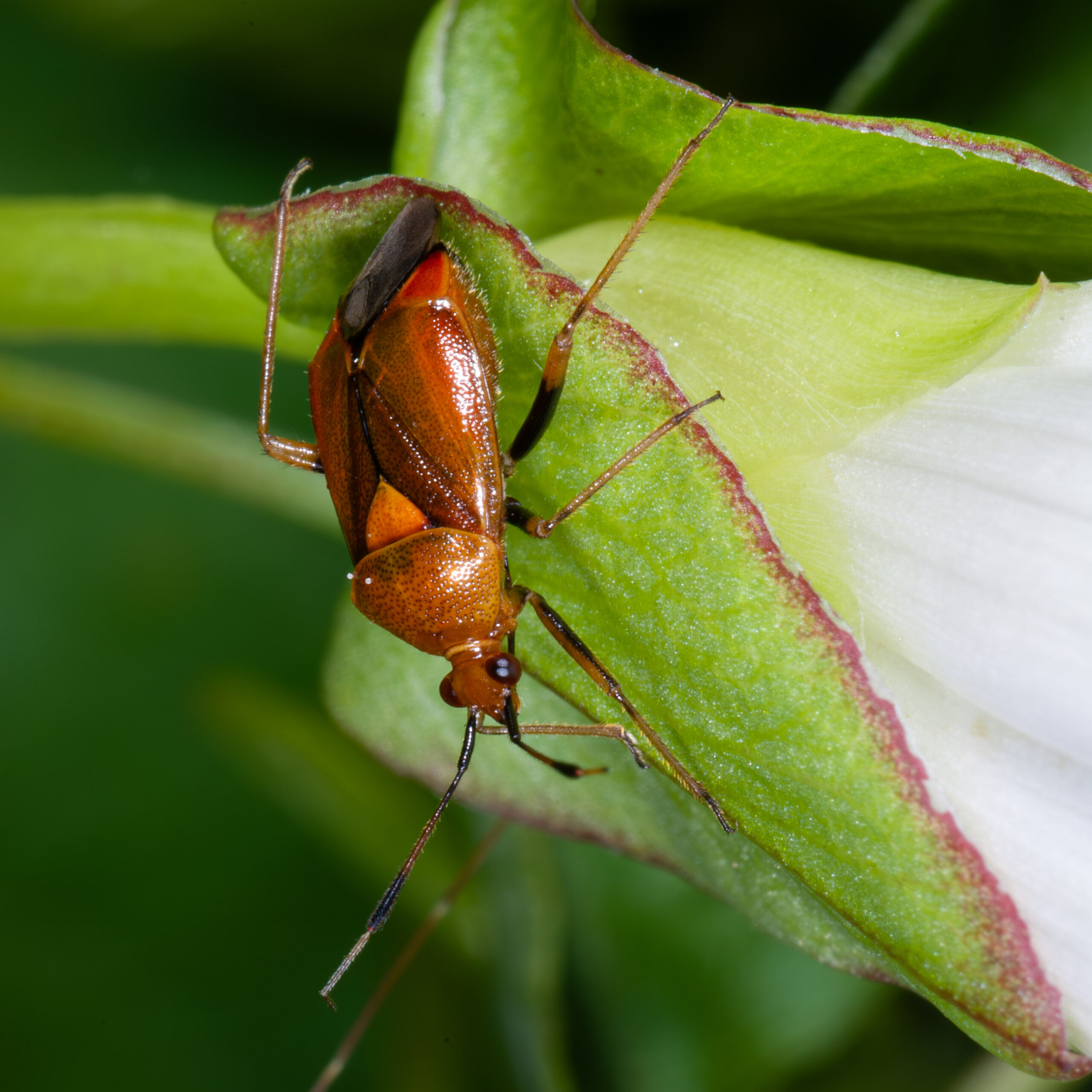 Deraeocoris ruber