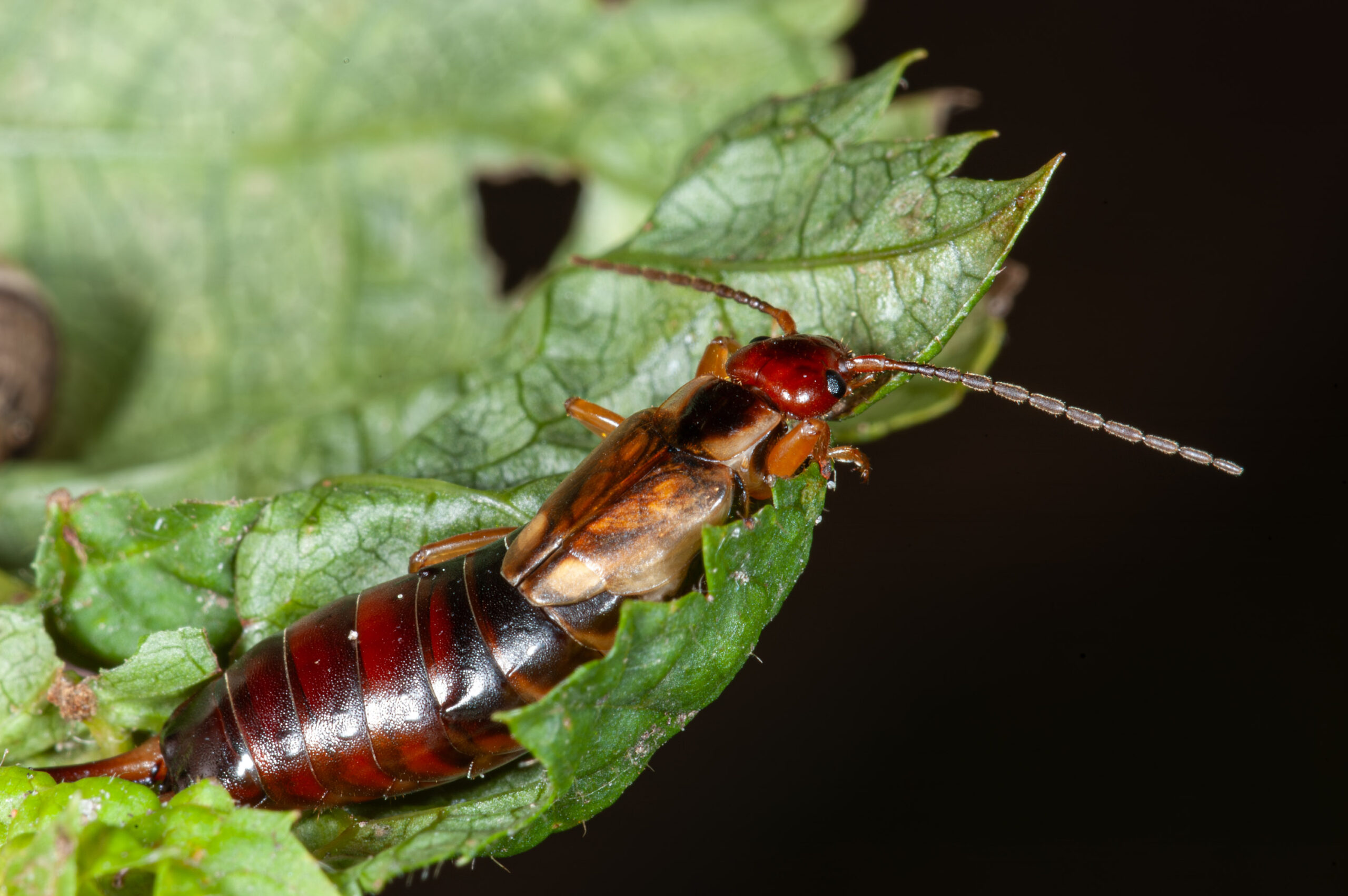 Forficula auricularia