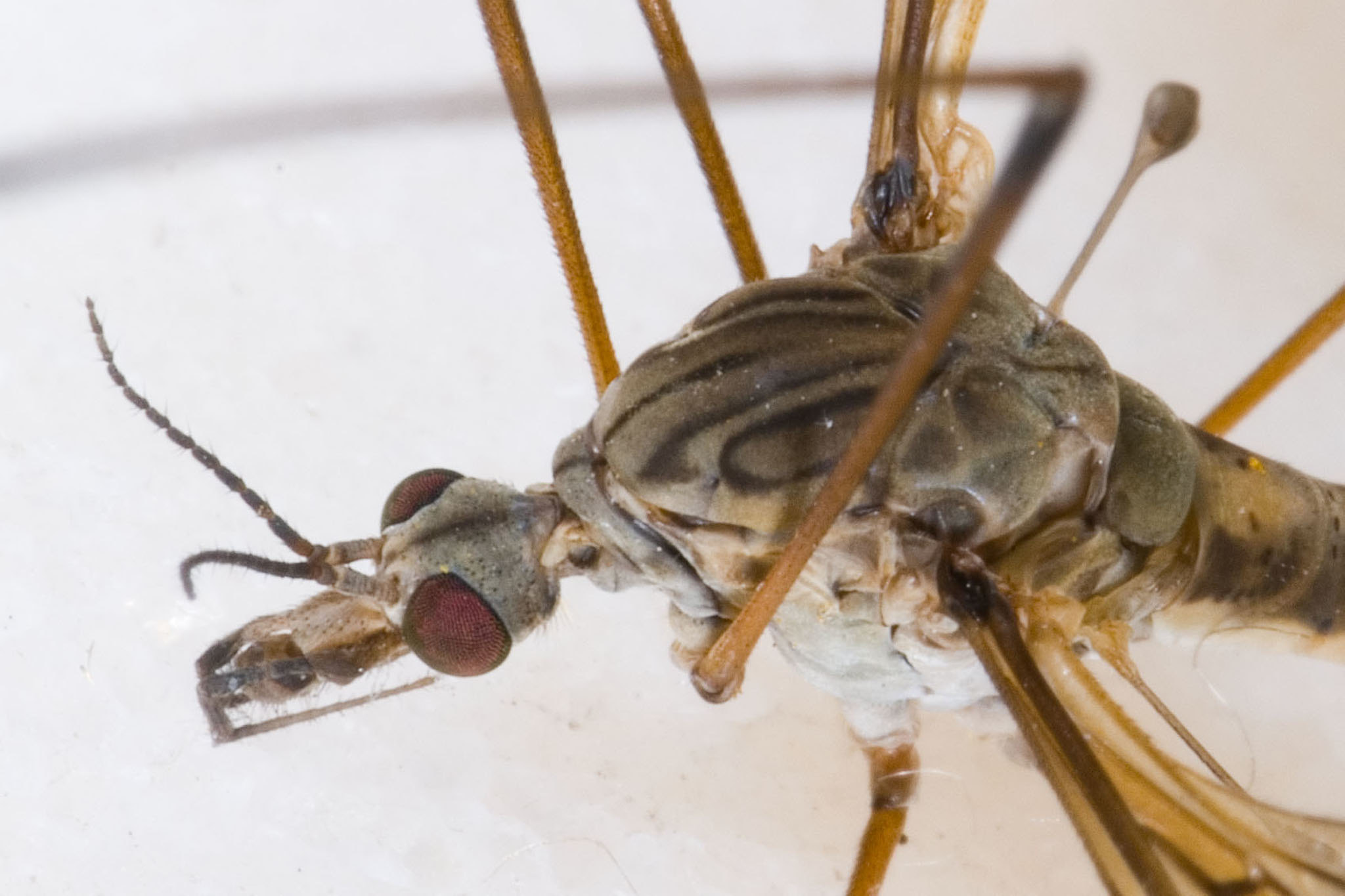 Tipula lateralis