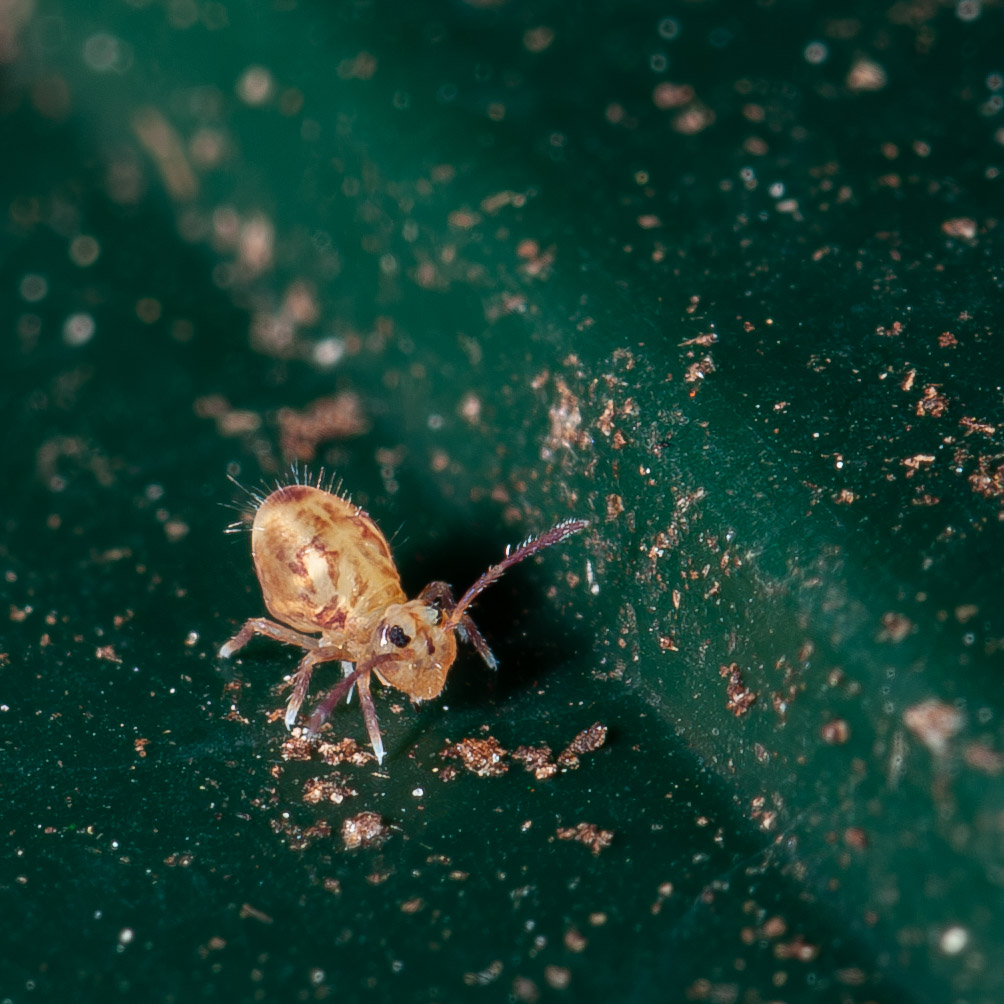 Dicyrtomina saundersi