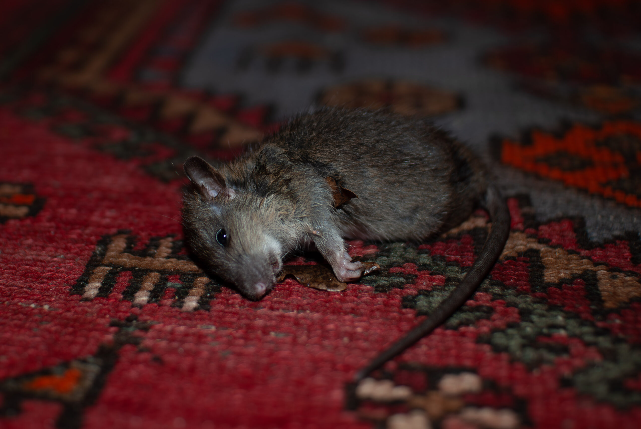 Rattus norvegicus