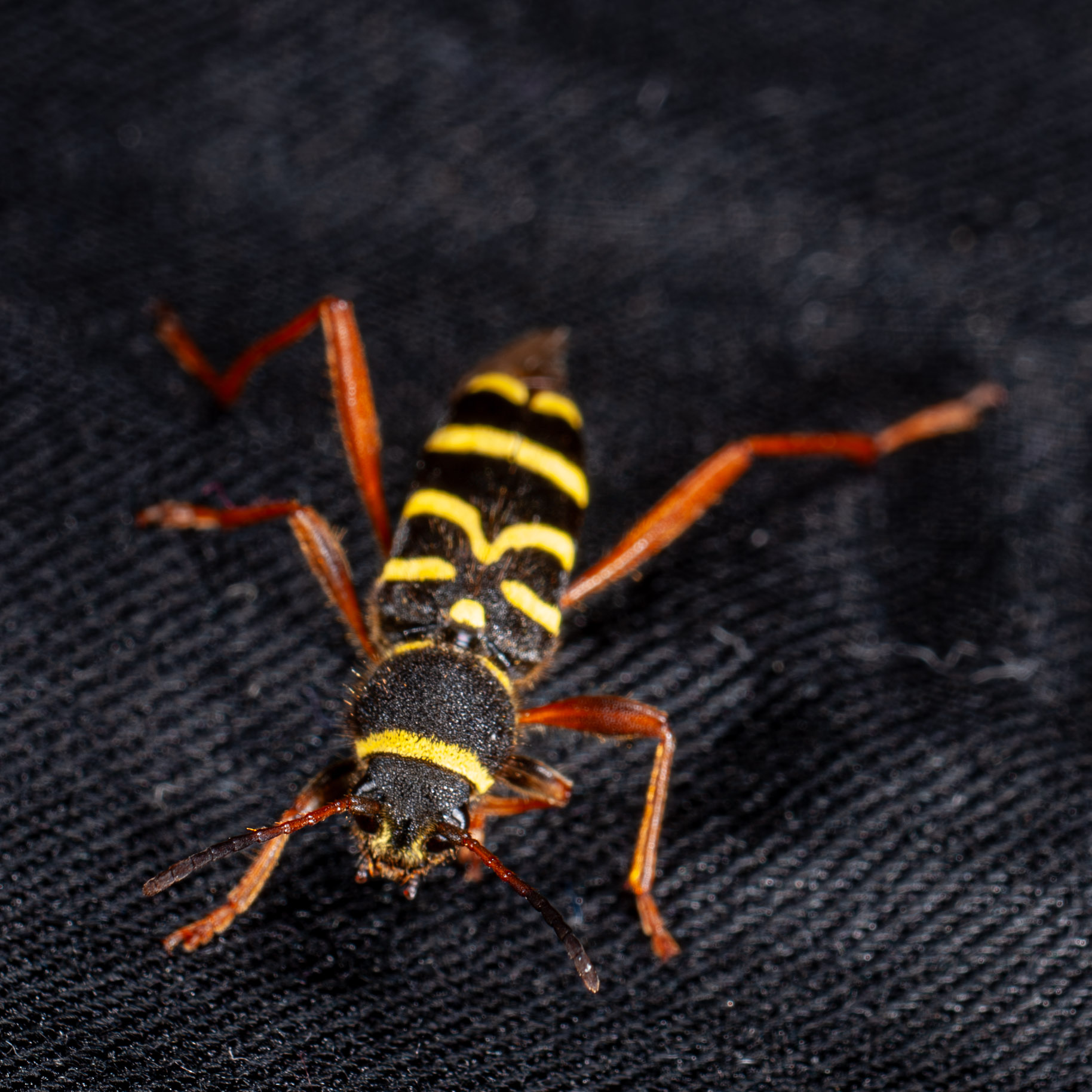 Clytus arietis