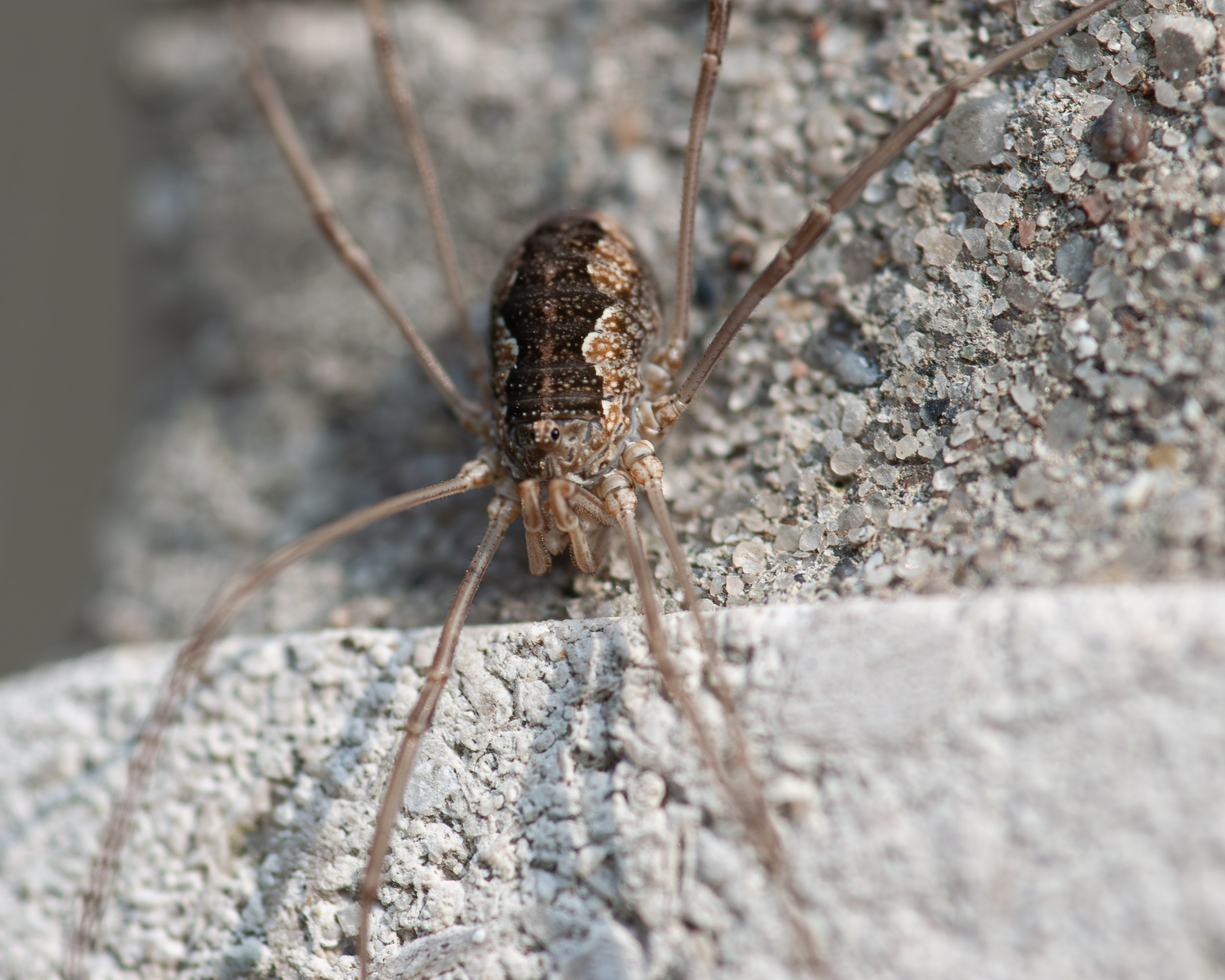 Phalangium opilio