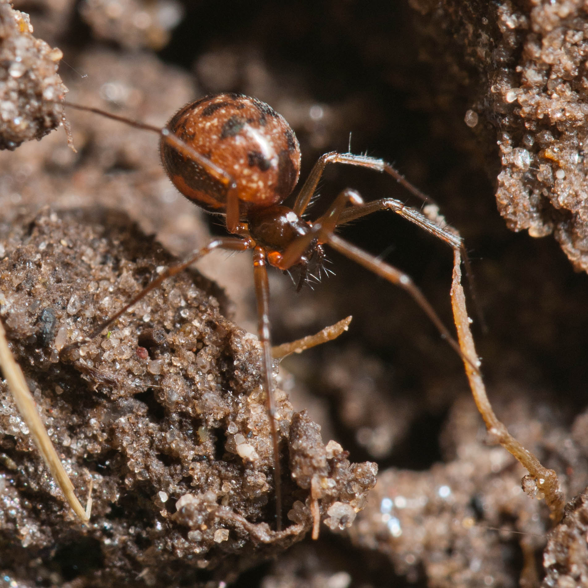 Steatoda sp.?