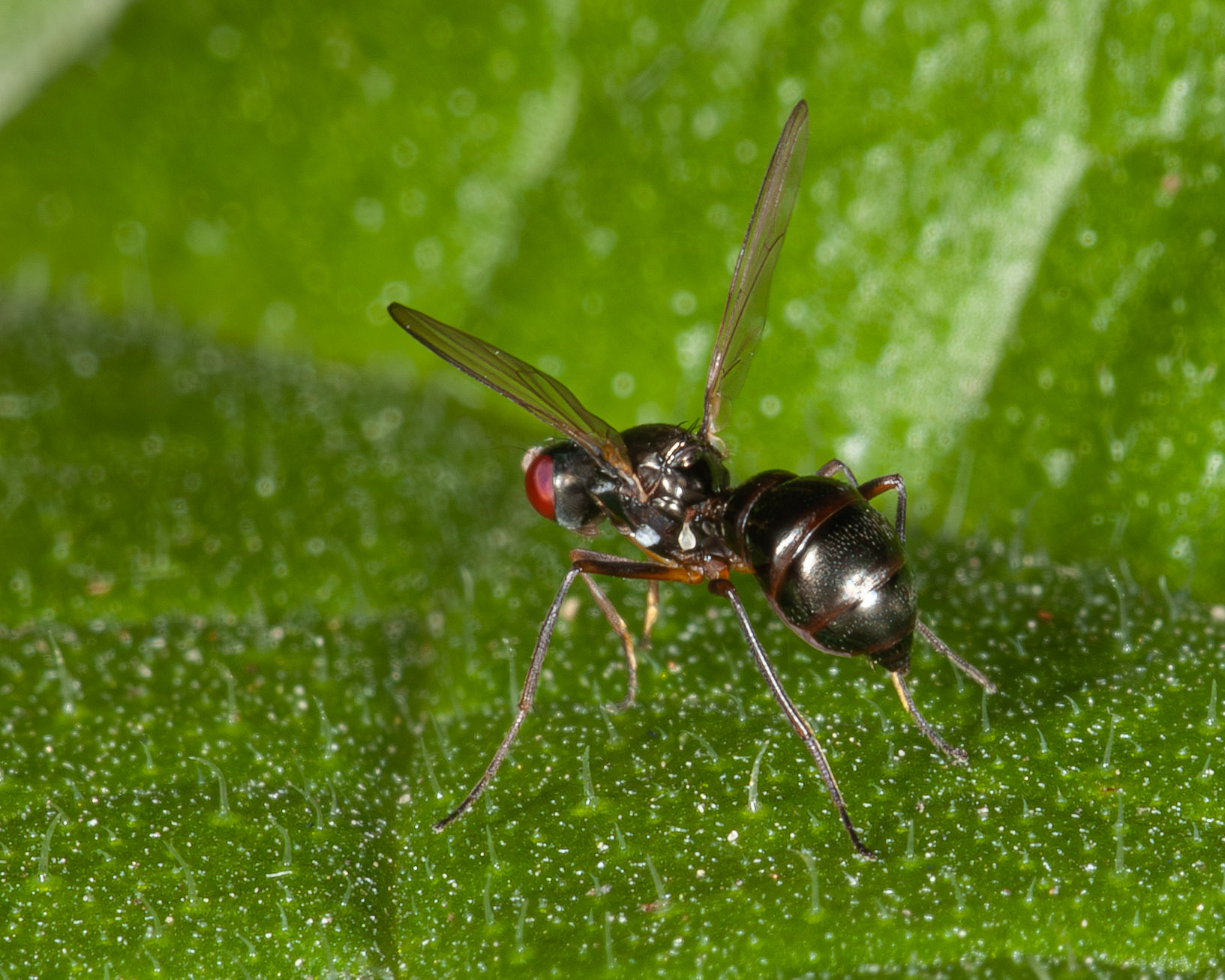 Nemopoda nitidula