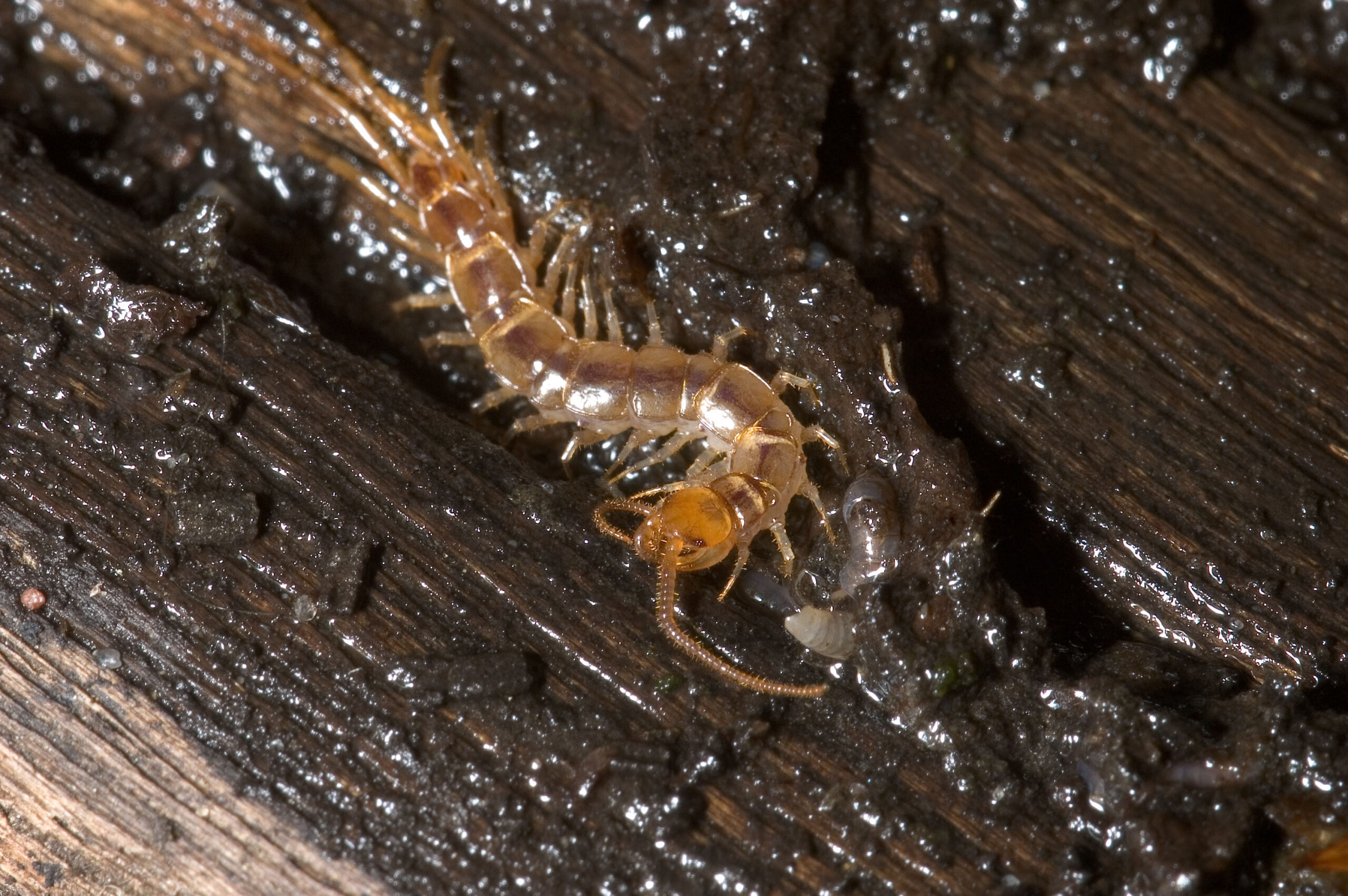 Lithobius forficatus