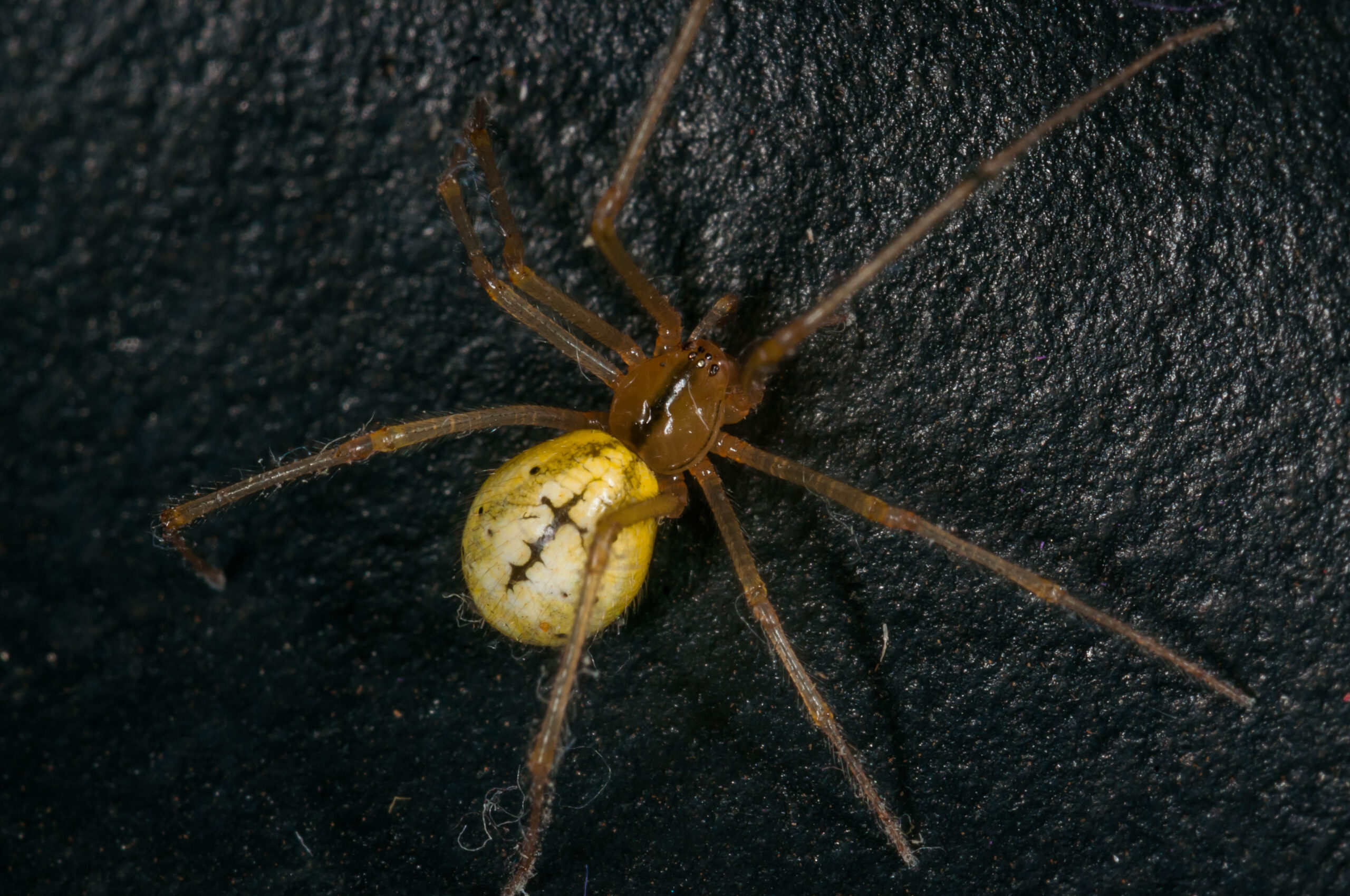 Enoplognatha sp.