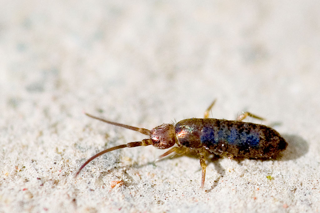 Tomocerus minor