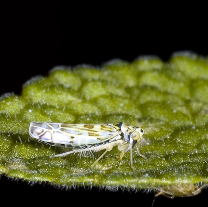 Eupteryx melissae