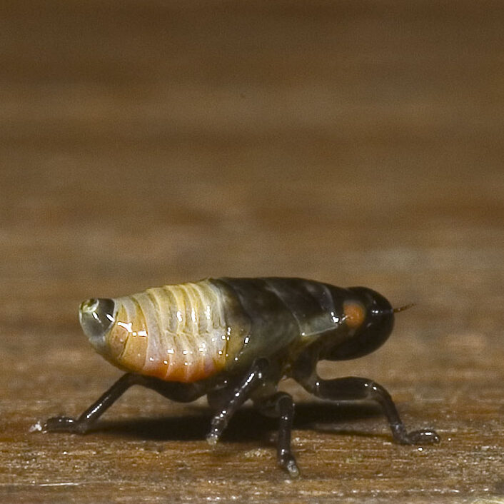 Aphrophora sp.