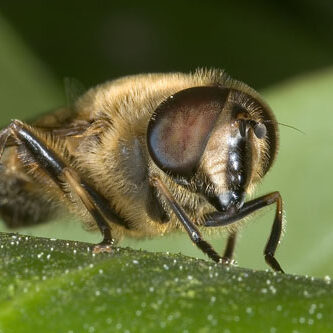 Eristalis tenax