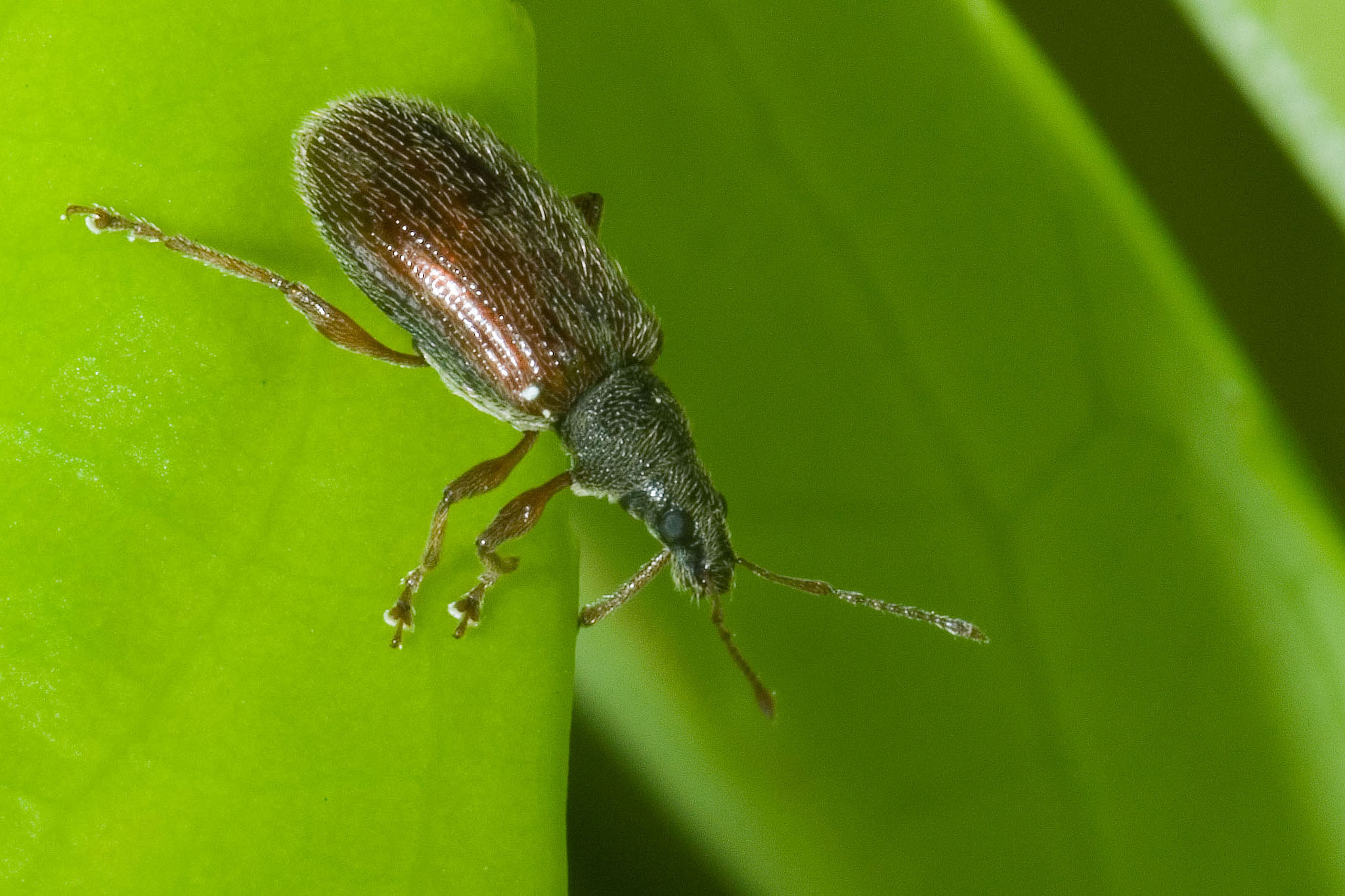 Phyllobius oblongus