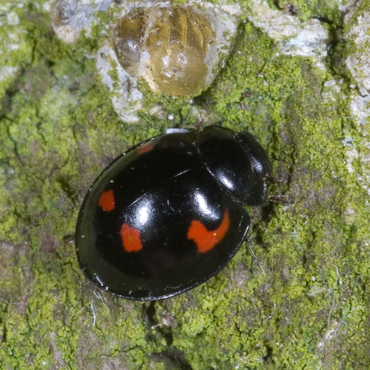 Exochomus quadripustulatus