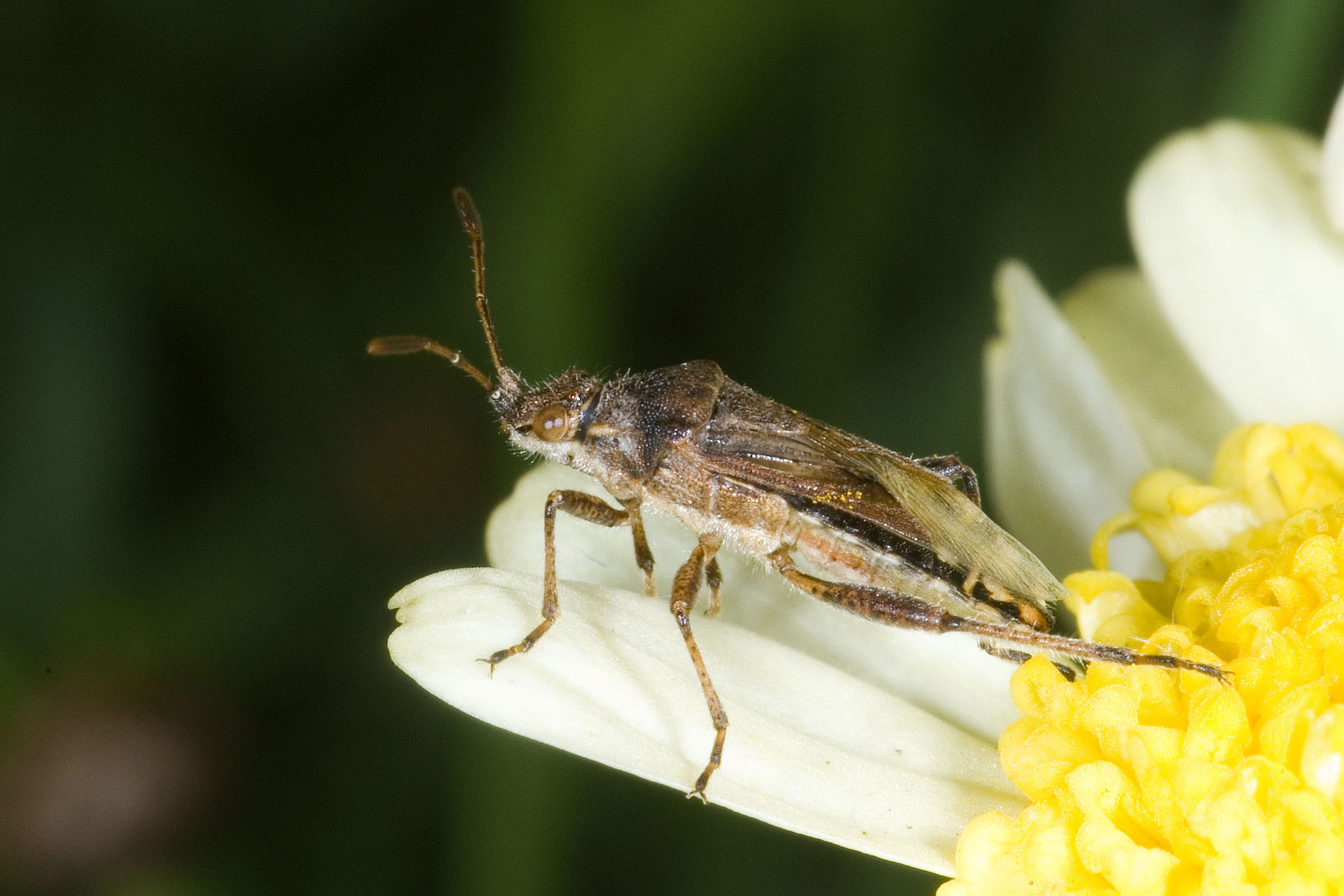 Stictopleurus punctatonervosus