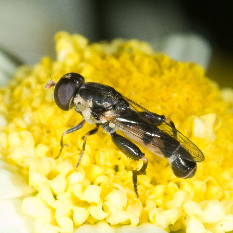 Syritta pipiens