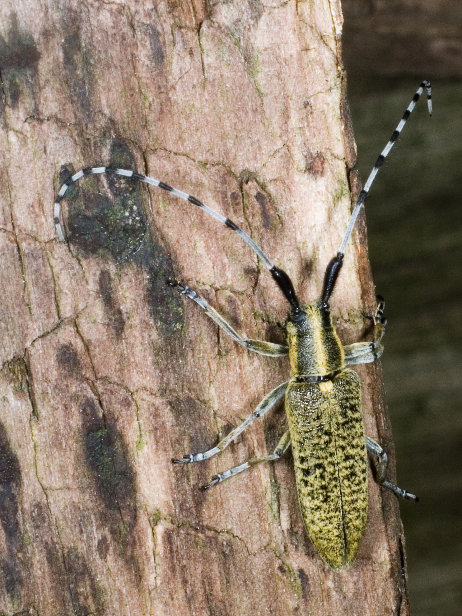 Agapanthia villosoviridescens