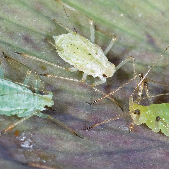 Macrosiphum euphorbiae