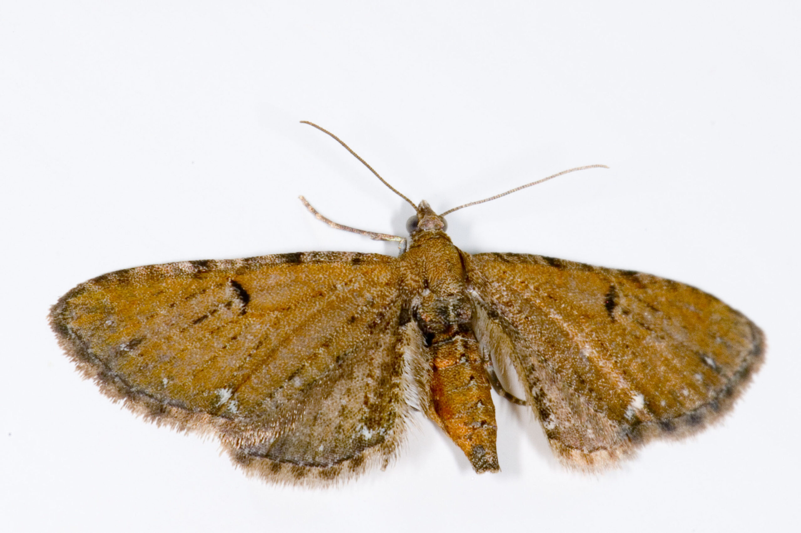 Eupithecia assimilata