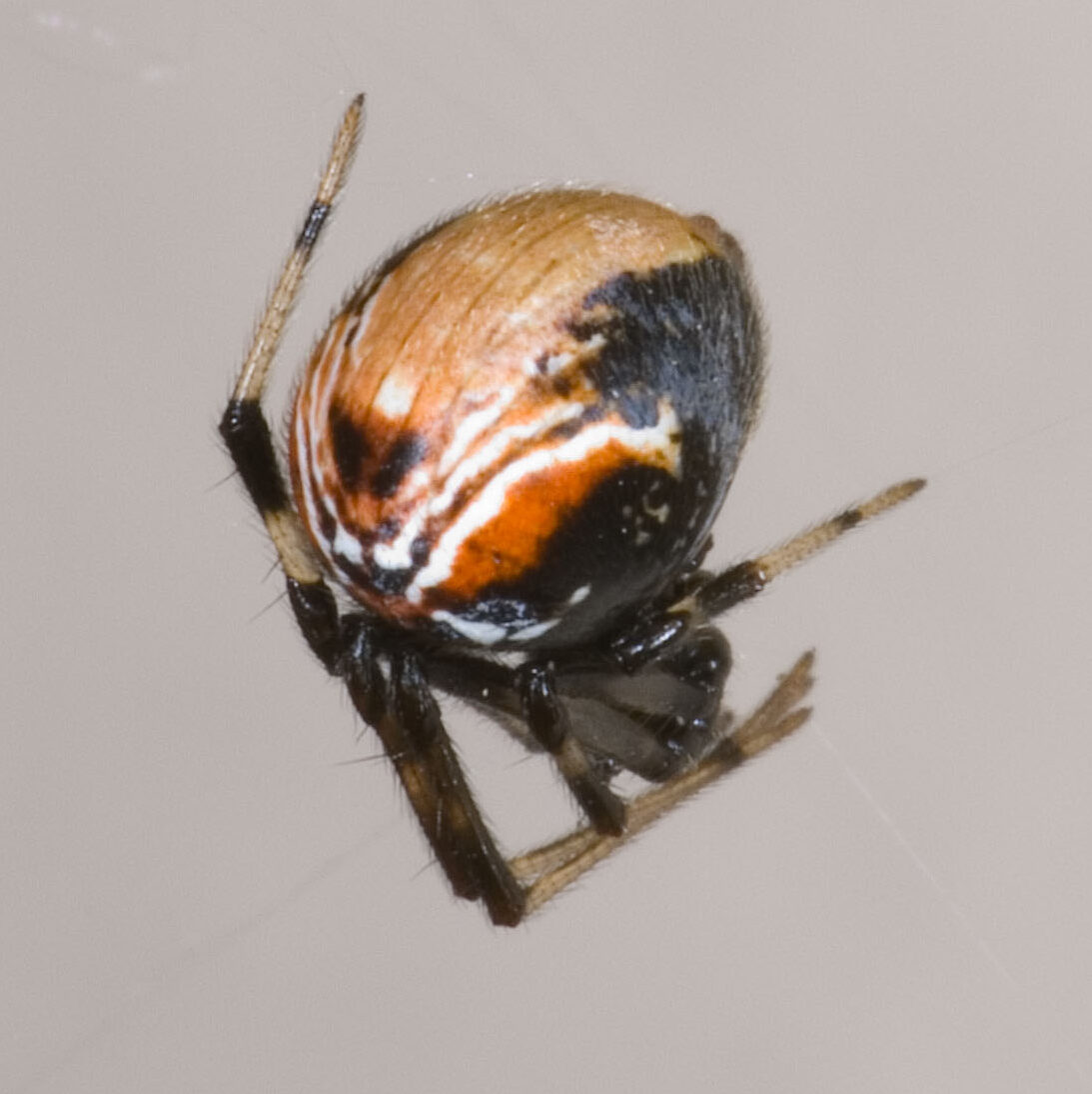 Parasteatoda lunata