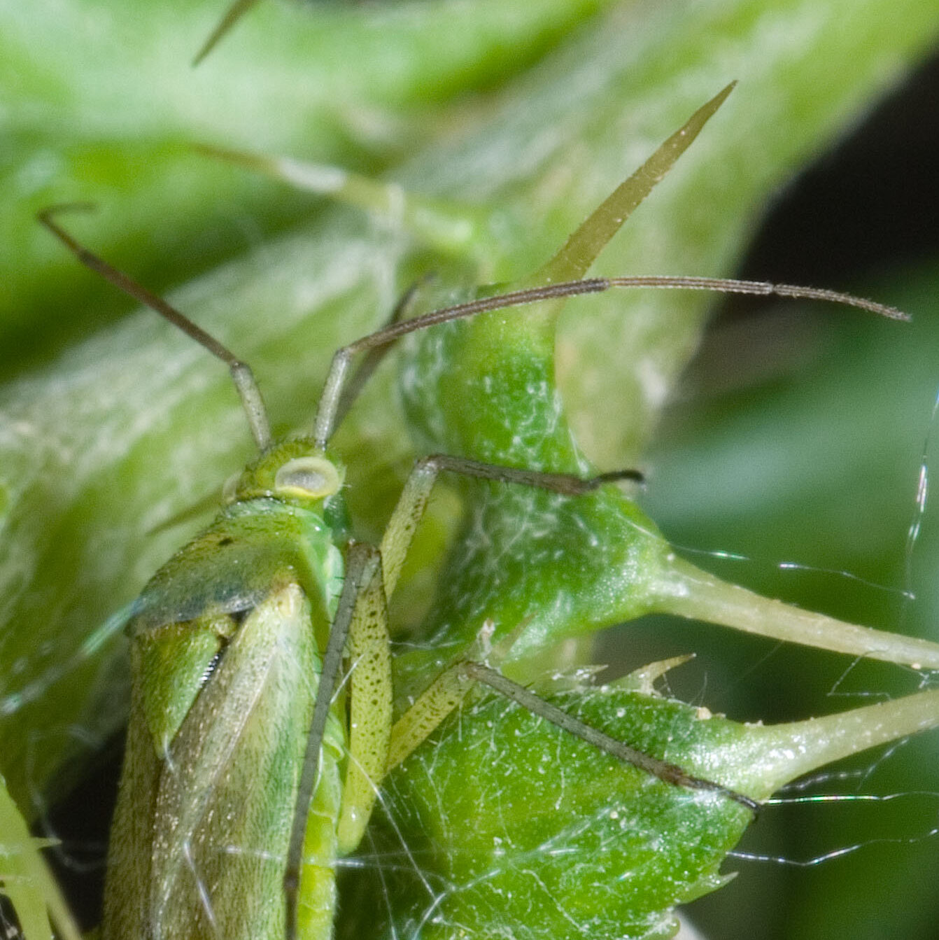 Closterotomus norwegicus