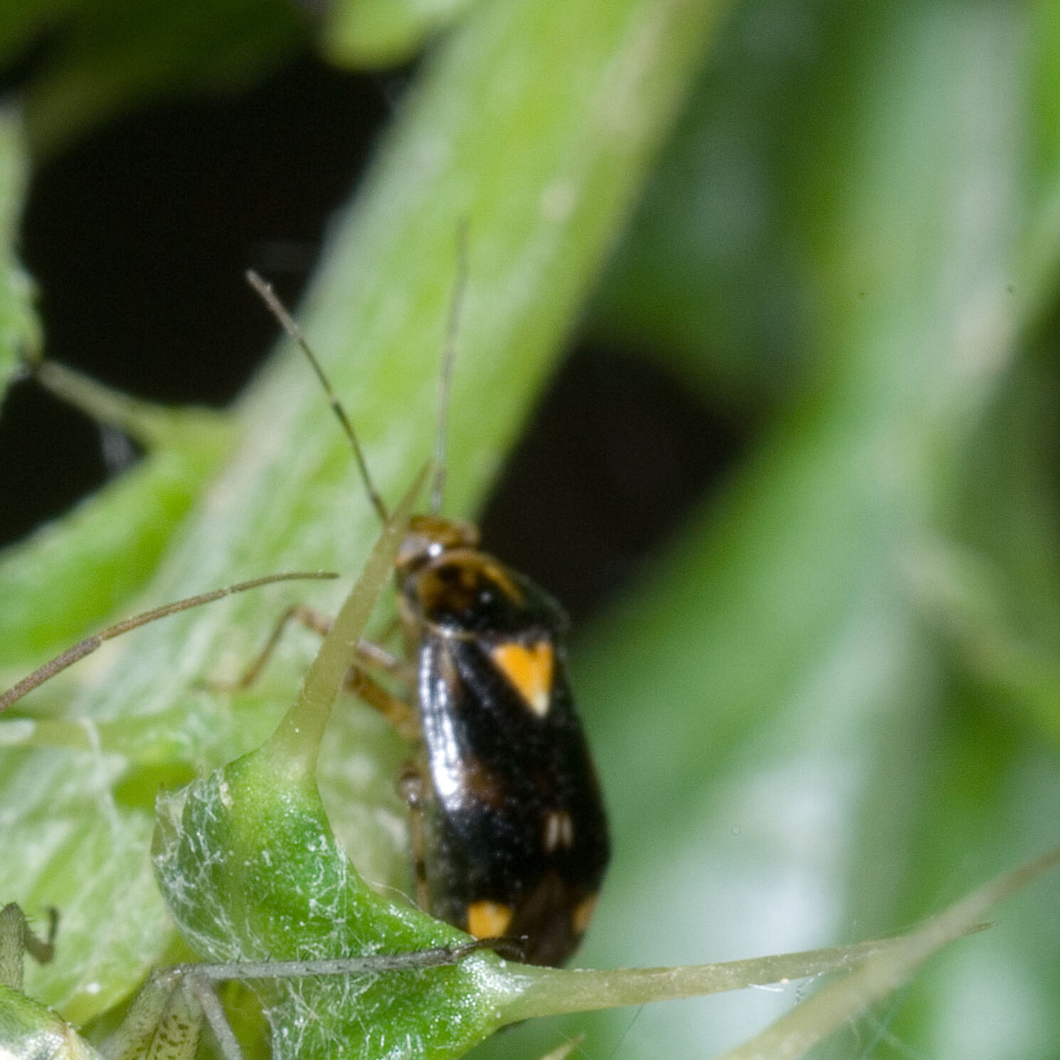 Liocoris tripustulatus