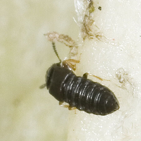 Oligota sp.