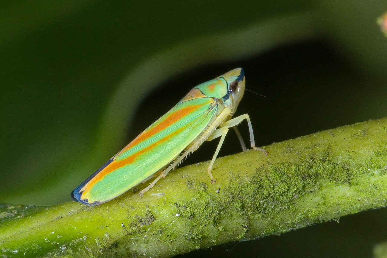 Graphocephala fennahi