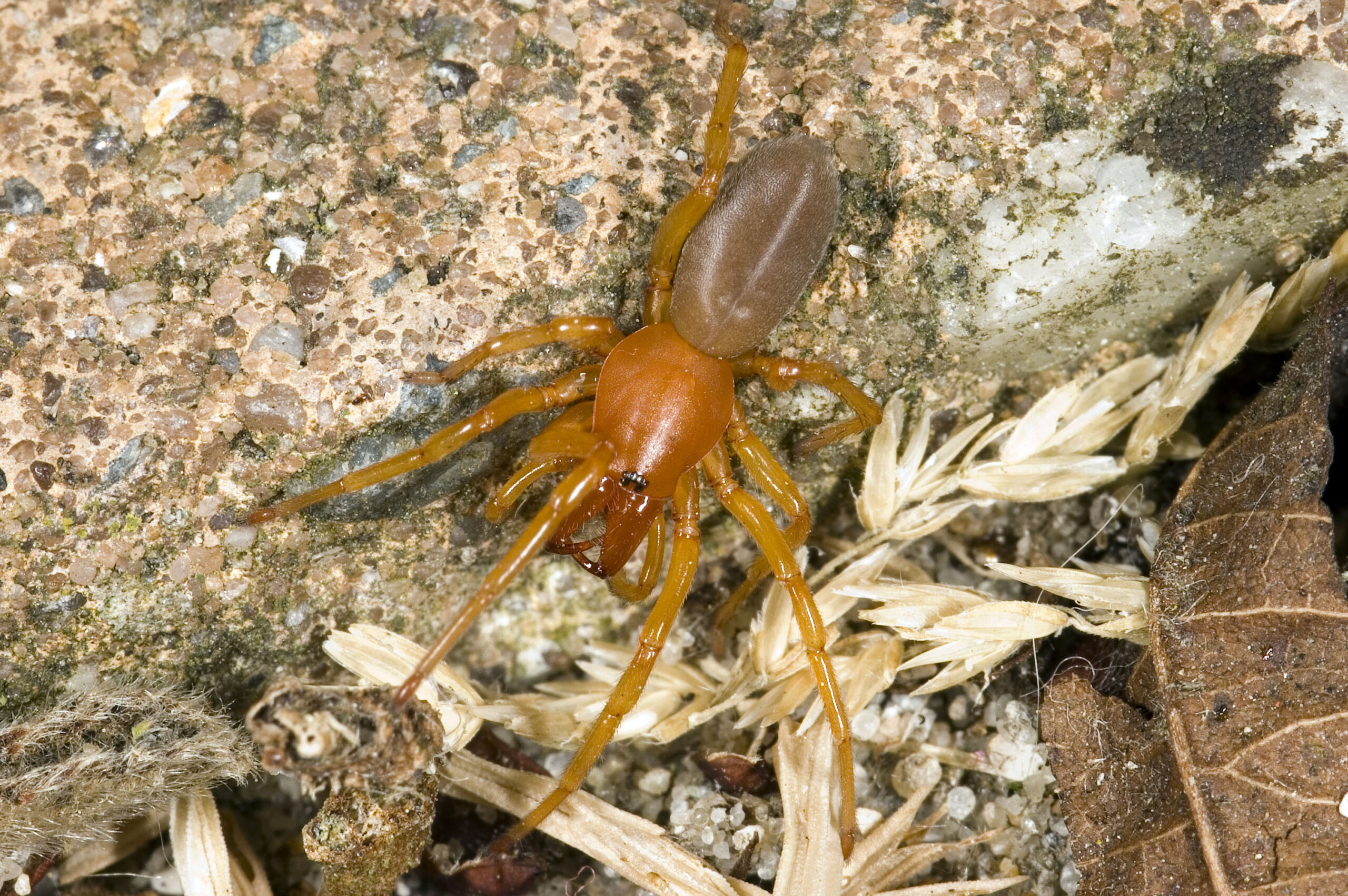 Dysdera crocata