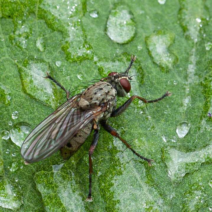 Coenosia tigrina