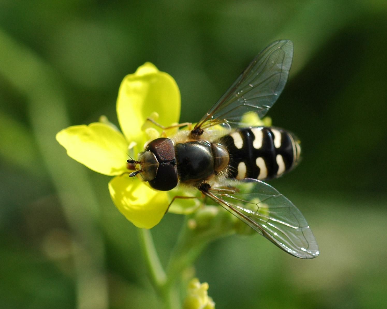 Scaeva pyrastri